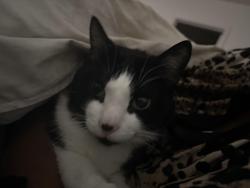 Lost Male Cat last seen Near thistle pl, San Antonio, TX 78222