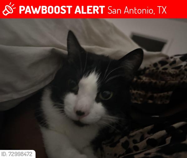 Lost Male Cat last seen Near thistle pl, San Antonio, TX 78222