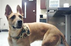 Shelter Stray Male Dog last seen Near BLOCK FOOTBRIDGE LN, FAYETTEVILLE NC 28306, 4704 Corporation Dr, Fayetteville, NC 28306, USA