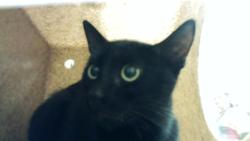 Shelter Stray Unknown Cat last seen , 4704 Corporation Dr, Fayetteville, NC 28306, USA