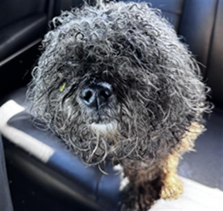 Shelter Stray Female Dog last seen Near , 2600 S Harding St, Indianapolis, IN 46221, USA