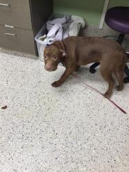 Shelter Stray Male Dog last seen Near BLOCK E 88TH AVE LOT 252, 12155 Park Blvd, Brighton, CO 80601, USA