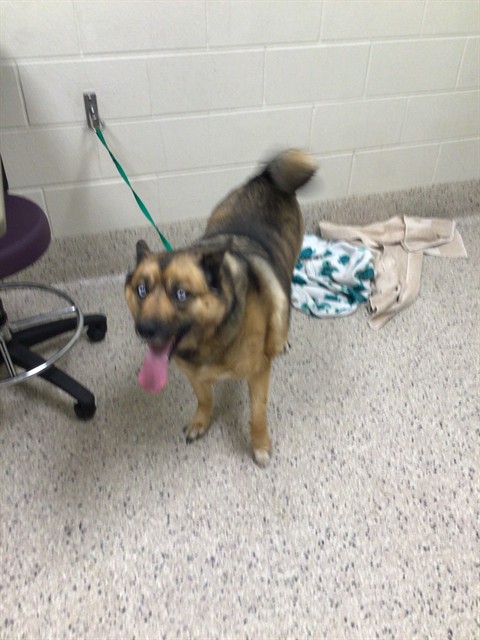 Shelter Stray Male Dog last seen Near BLOCK E 88TH AVE LOT 252, 12155 Park Blvd, Brighton, CO 80601, USA