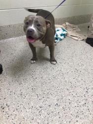 Shelter Stray Female Dog last seen Near BLOCK E 88TH AVE LOT 252, 12155 Park Blvd, Brighton, CO 80601, USA