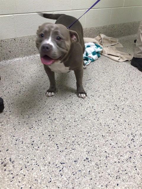 Shelter Stray Female Dog last seen Near BLOCK E 88TH AVE LOT 252, 12155 Park Blvd, Brighton, CO 80601, USA