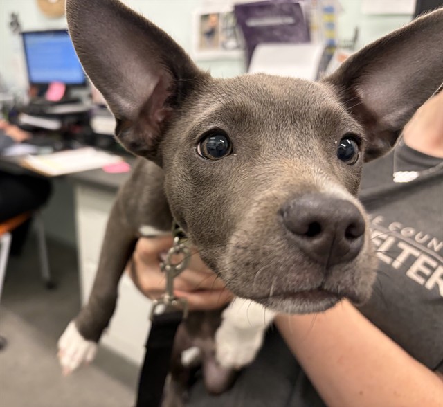 Shelter Stray Female Dog last seen SR 50/ CR 33 GROVELAND, 12280 County Rd 448, Tavares, FL 32778, USA