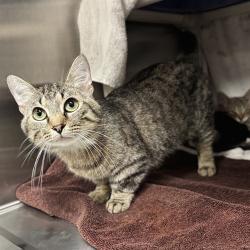 Shelter Stray Male Cat last seen SEVENTH AVE SW, 4950 SW Triana Blvd, Huntsville, AL 35805, USA