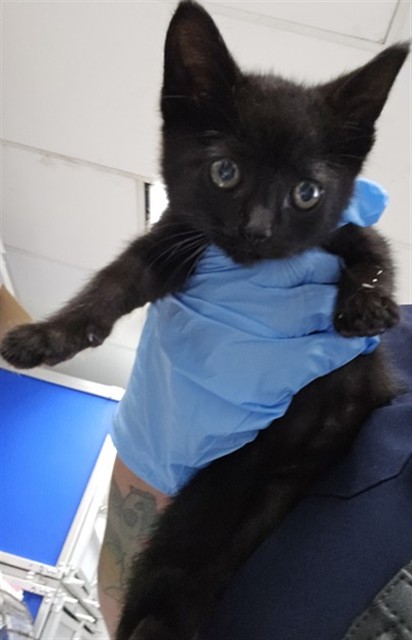 Shelter Stray Male Cat last seen E HIGHLAND AVE X N LUGO AVE, 333 Chandler Pl, San Bernardino, CA 92408, USA
