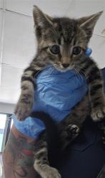 Shelter Stray Female Cat last seen E HIGHLAND AVE X N LUGO AVE, 333 Chandler Pl, San Bernardino, CA 92408, USA