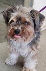 Shelter Stray Male Dog last seen DATE ST AND RANDALL AVE, 333 Chandler Pl, San Bernardino, CA 92408, USA
