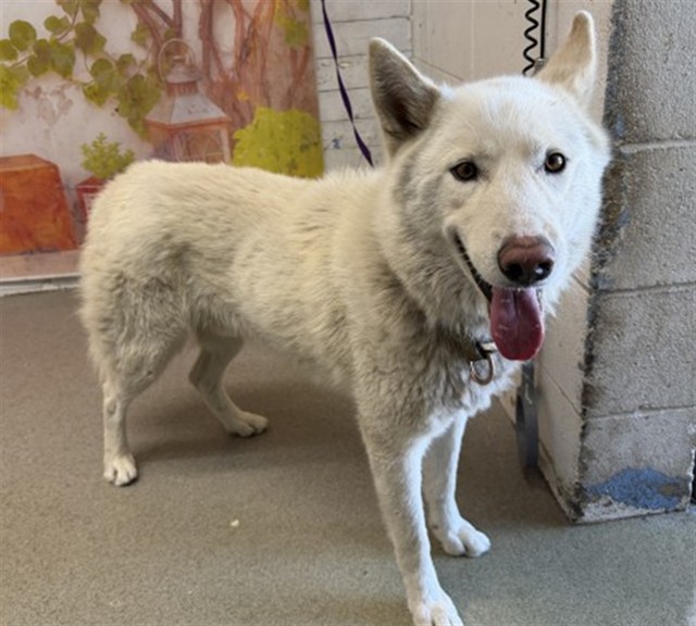 Shelter Stray Male Dog last seen , 333 Chandler Pl, San Bernardino, CA 92408, USA