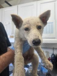 Shelter Stray Female Dog last seen OLEANDER X SANTA ANA, 333 Chandler Pl, San Bernardino, CA 92408, USA