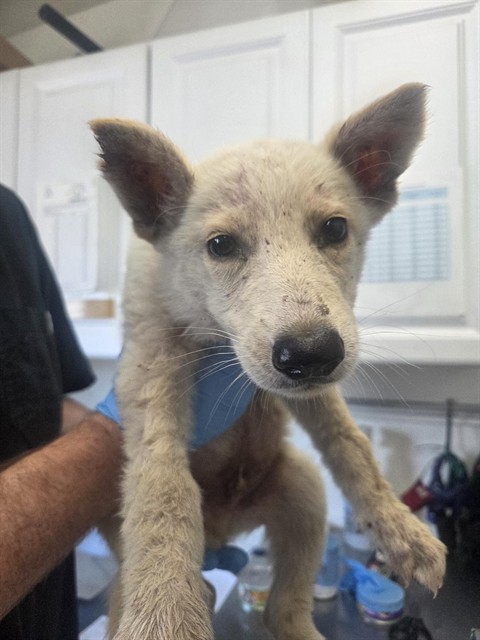 Shelter Stray Female Dog last seen OLEANDER X SANTA ANA, 333 Chandler Pl, San Bernardino, CA 92408, USA