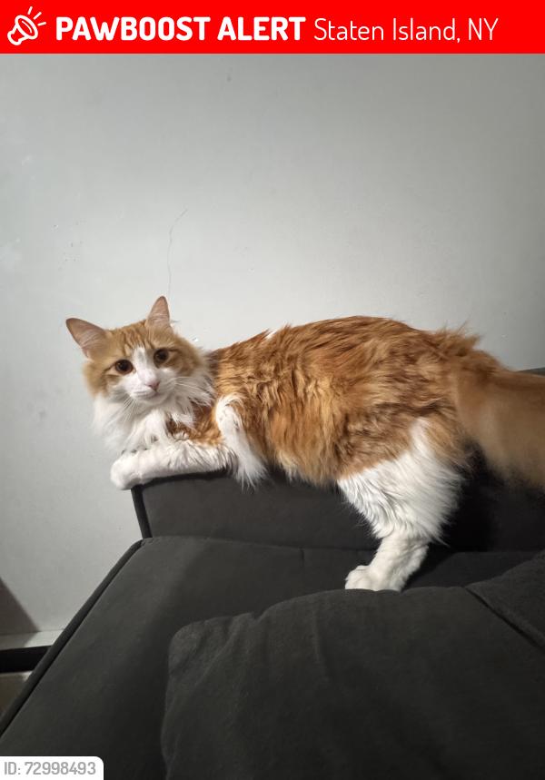 Lost Male Cat last seen Near bond st, Staten Island, NY 10302