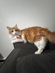 Lost Male Cat last seen Near bond st, Staten Island, NY 10302