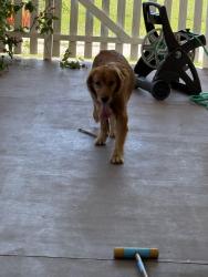 Found/Stray Male Dog last seen Fruitscapes , Bokeelia, FL 33922