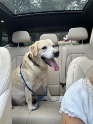 Reunited Male Dog last seen Winter park rd, Winter Park, FL 32789