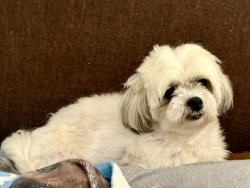 Reunited Female Dog last seen Glen Hilton Park, Hickory, NC 28601