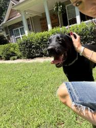 Reunited Male Dog last seen forestry station, County Line Rd, GA 30224