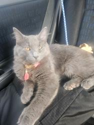 Reunited Female Cat last seen Milwaukee and Ashland , Chicago, IL 60622