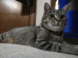 Lost Female Cat last seen Rollingbrook Way, Larch Pine DR NW, Star Pine CT, Davenport R, Highland Pine Dr NW , Duluth, GA 30096