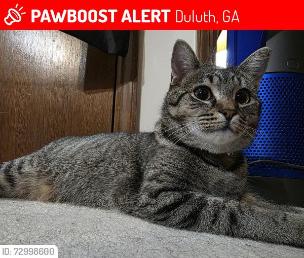 Lost Female Cat last seen Rollingbrook Way, Larch Pine DR NW, Star Pine CT, Davenport R, Highland Pine Dr NW , Duluth, GA 30096