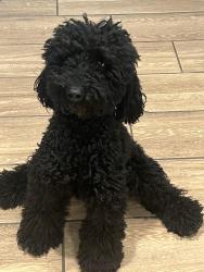 Lost Male Dog last seen N 71st lane, Phoenix, AZ 85033