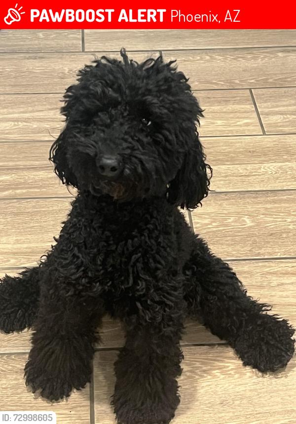 Lost Male Dog last seen N 71st lane, Phoenix, AZ 85033