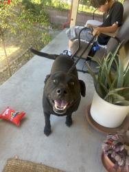 Reunited Male Dog last seen Hawthorne, CA, USA, Hawthorne, CA 90250