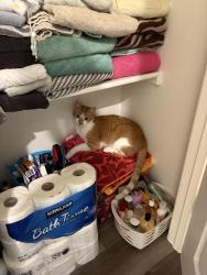 Reunited Male Cat last seen The neighborhood is by the Avondale chipotle , Fort Worth, TX 76179