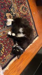 Reunited Female Cat last seen Terra Cotta Cir, McNair, VA 20171, USA, McNair, VA 20171