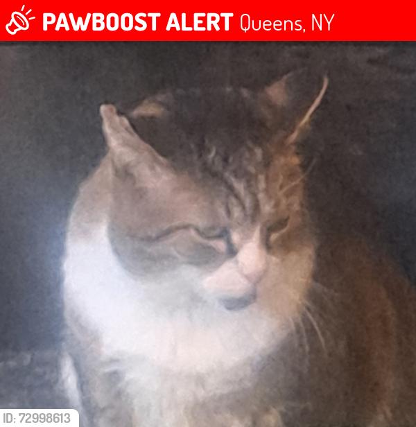 Lost Male Cat last seen  47th street between 43rd av and Sman av, Queens, NY 11101