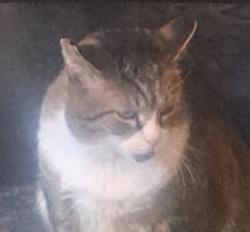 Lost Male Cat last seen  47th street between 43rd av and Sman av, Queens, NY 11101