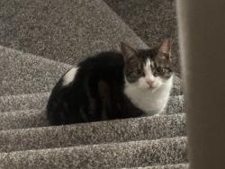 Lost Female Cat last seen king george v park thornlibank , Thornliebank, Scotland G46
