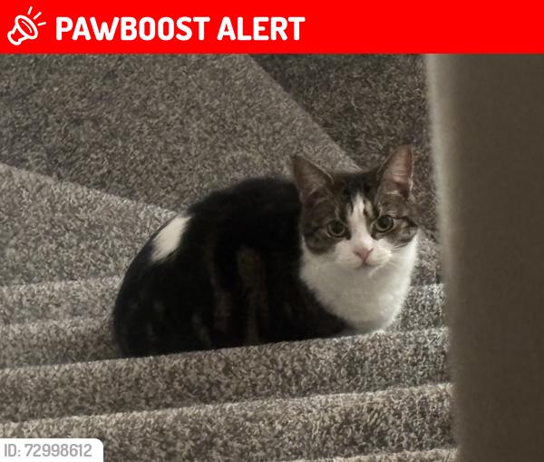 Lost Female Cat last seen king george v park thornlibank , Thornliebank, Scotland G46