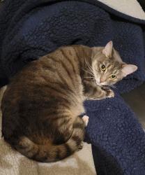 Lost Female Cat last seen Oaksburry and Countryway , Tampa, FL 33626