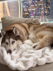 Reunited Female Dog last seen South Lane and Hankins Rd , Hightstown, NJ 08520