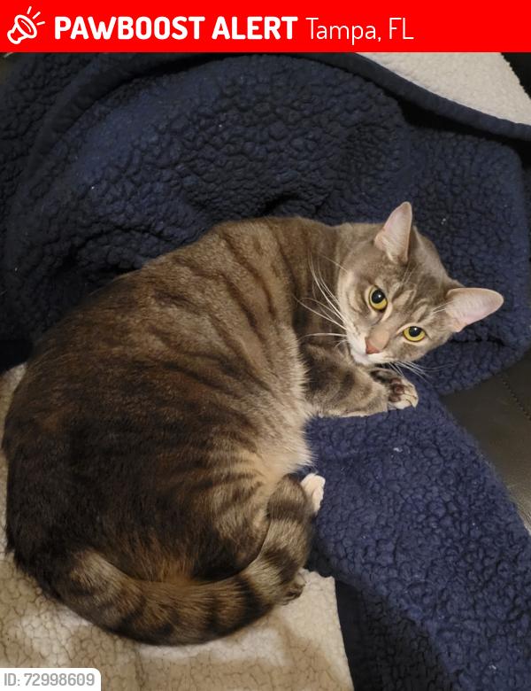 Lost Female Cat last seen Oaksburry and Countryway , Tampa, FL 33626