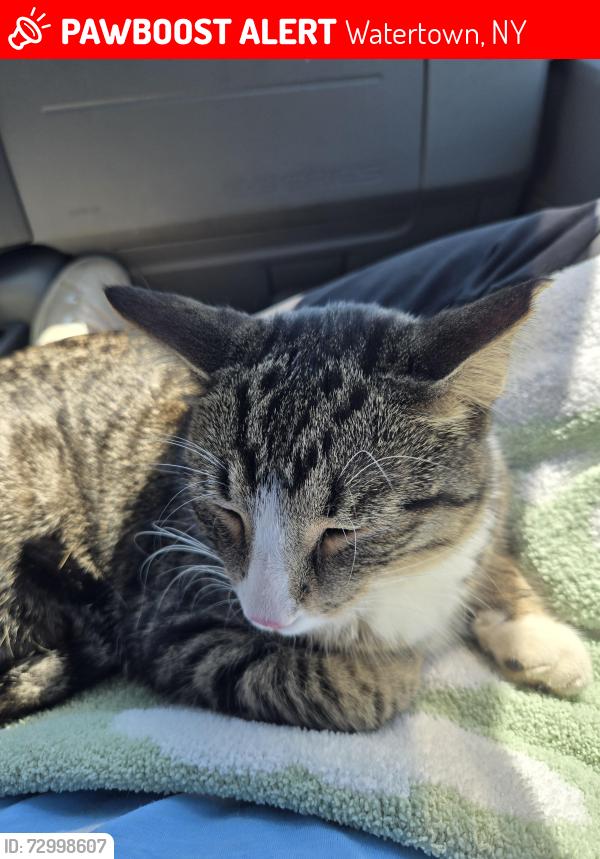 Lost Male Cat last seen Rte 81 7ELEVEN/Tim Horton's convenient mart; escaped our car, Watertown, NY 13601