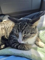 Lost Male Cat last seen Rte 81 7ELEVEN/Tim Horton's convenient mart; escaped our car, Watertown, NY 13601