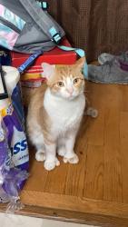 Lost Male Cat last seen The Mirage on Kernan, Jacksonville, FL 32224