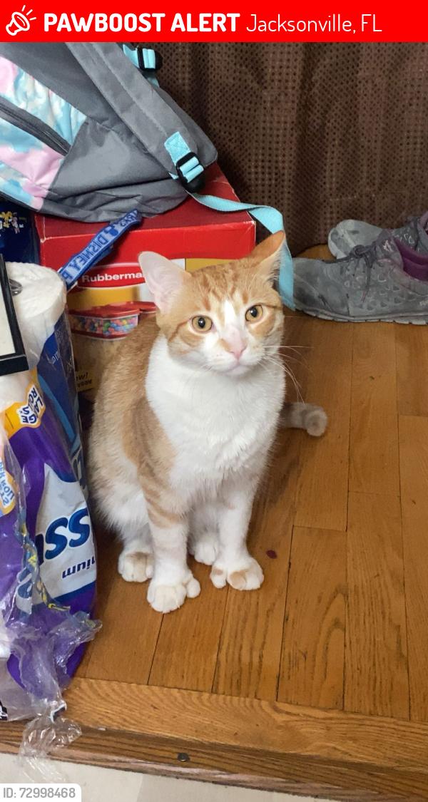 Lost Male Cat last seen The Mirage on Kernan, Jacksonville, FL 32224