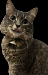 Reunited Female Cat last seen The eleanor, Holly Hill, FL 32117