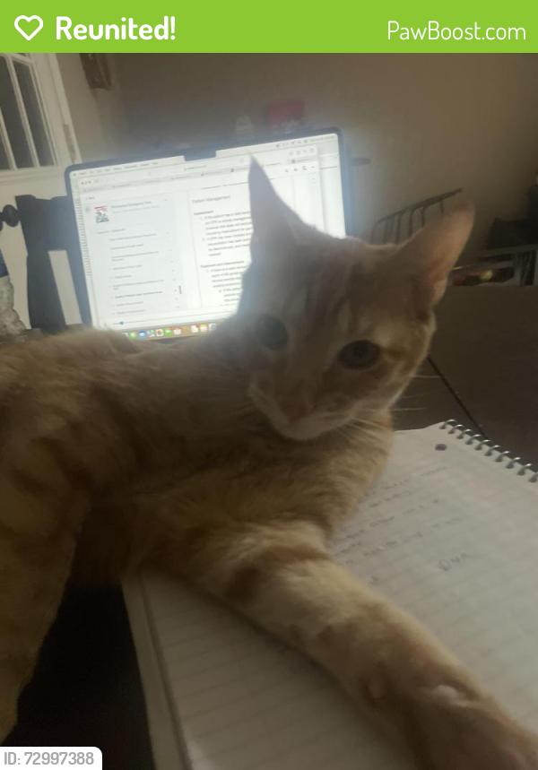 Reunited Male Cat last seen adora park, Fort Collins, CO 80525