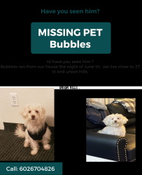 Lost Male Dog last seen 27st and union hills , Phoenix, AZ 85032