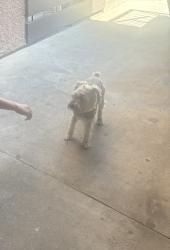 Reunited Male Dog last seen Merrill Ave, Fontana, CA 92335, USA, Fontana, CA 92335