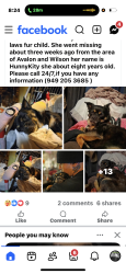 Lost Female Dog last seen Avalon st , Costa Mesa, CA 92627