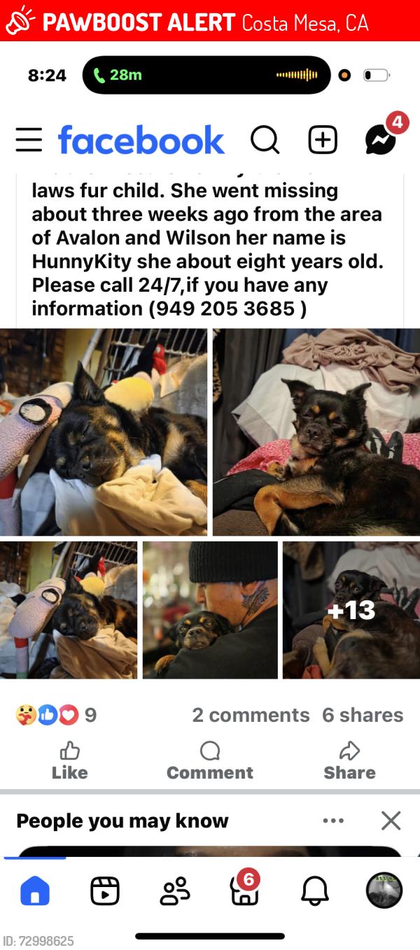 Lost Female Dog last seen Avalon st , Costa Mesa, CA 92627