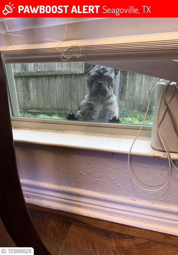 Lost Male Dog last seen Fawn Meadow , Seagoville, TX 75159
