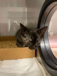 Shelter Stray Female Cat last seen Near Tryon Place, County/Unicorporated, NC, 1491 Business Park Ct, Gastonia, NC 28052, USA